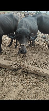 6નંગ વેચવાના છે