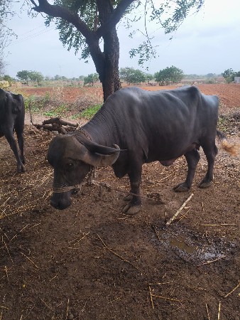 ભેંસ વેચવાની સે