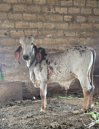 2 gir vasda devana se