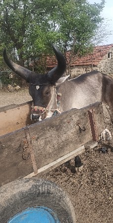 વઢિયારો ઘોડલો બળદ વેચવાનો છે