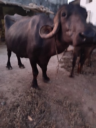 ભેસ વેચવા ની છે