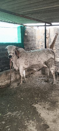 ગીર ઓળકી વેચવાની છે