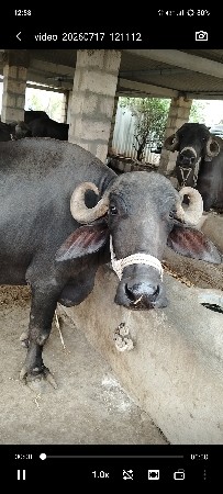 ભેંસ વેચવાની છે