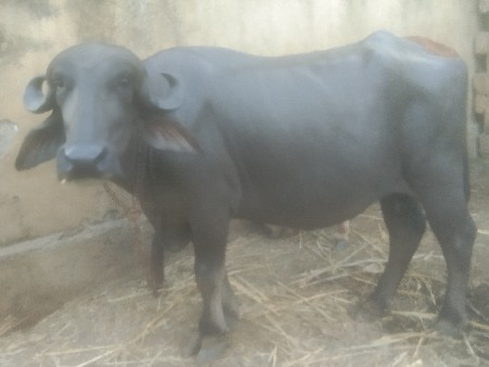 ઓરીજનલ જાફરાબાદી વેચવાની છે