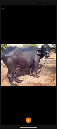 એક પાડો ને ત્રણ ભૈસો