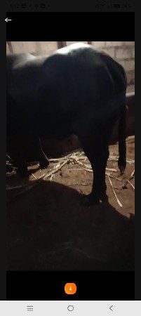 ખડેલી વેચવાની છે