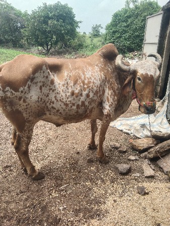 બળદ વેચવાનો છે