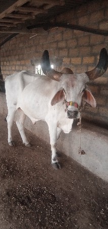 બ‌‌‍‍ળદ વેચવાના છે
