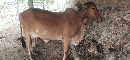 ગિર ગાય આપવાની