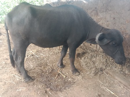 વેચવાની છે