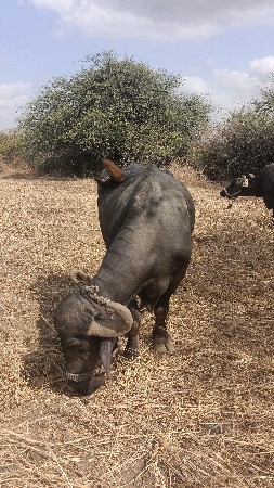 મોટા આંબલા