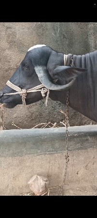 ભેંસ વેચવાની છે