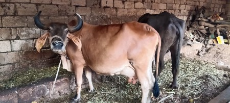 જરચી ગાય વેશવાંની સે