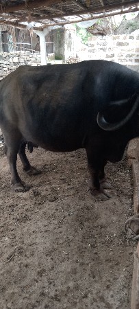 ભેસ.વેશવાની