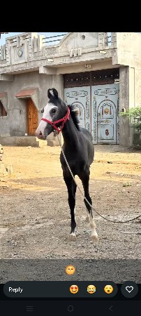 વસેરિ