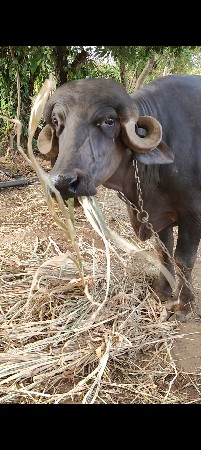 કુંઢી જાફરાબાદી ટોપલ ખડી
