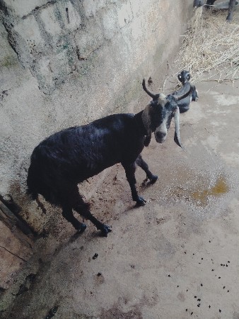 એક બકરી અને બે બચ્ચી વેચવા નિ છે