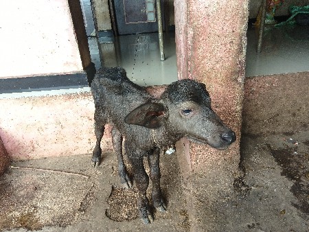 આ ભેંસ વેચવાની છે ત્રીજું વેતર