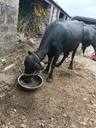 ભેંસ વેચવાની છે