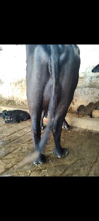 ભેંસ વેચવાની છે