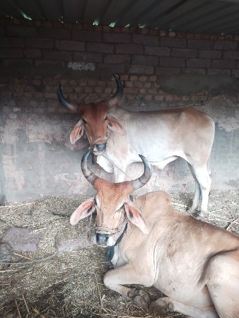 વેચવાના છે