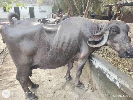 1 ભેંશ 2 ખેડેલા