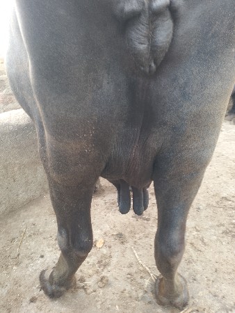 ભેંસ વેચવાની છે