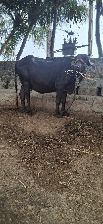 vechvani chhe