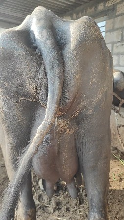 ભેંસ બીજું વેતર વ્યાસે