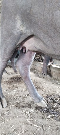 પેલા વેતરણમાં ભેંસ