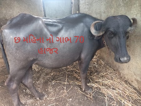 3 ખડેલી વેચવાની છે