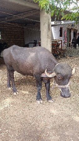 ખડેલી છે