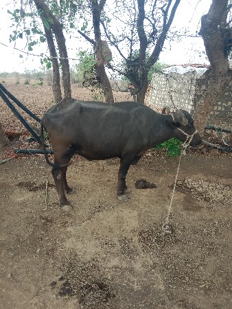 ખંડેલુવેચવાનુ