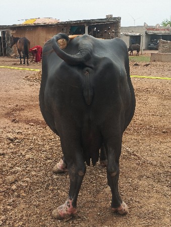 ભેસવેચશાનિછે