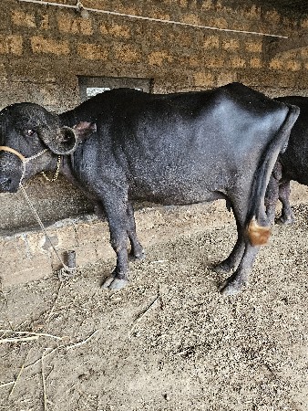 ભેસ