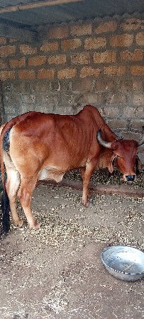 વેચવાની