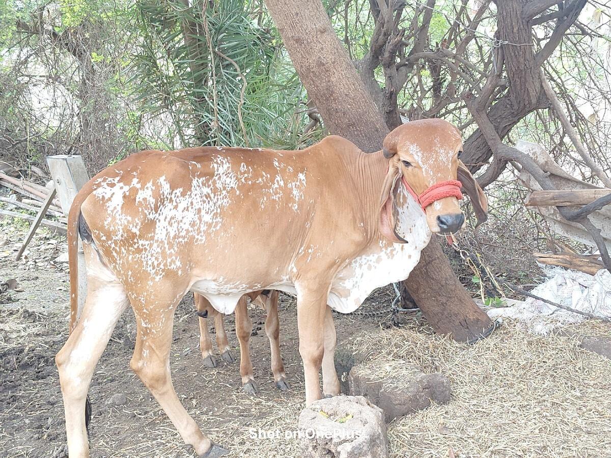બે વર્ષ ની વાછડી મફત આપવા ની છે.