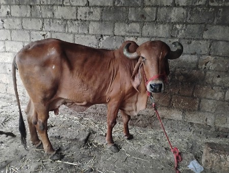 ગીર ગાય