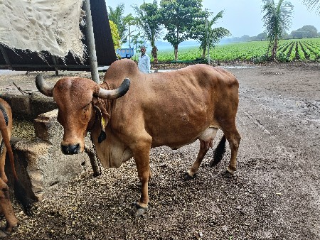 ગીર ગાય વેચવાની છે