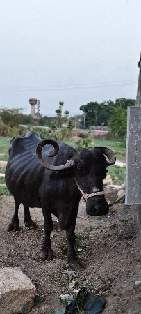 આ ભેંસ વેચવાની છે.
