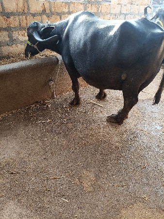 ભેસ. વેસ. વાનીસે