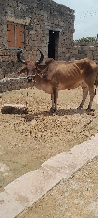 ગાય વેચાણ સે