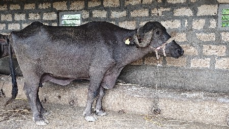 ભેંસ વેચવાની છે