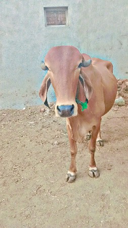 વેચવાની