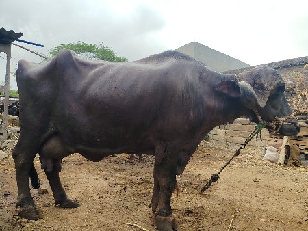 ભેંશ