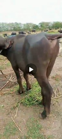 kutiyana