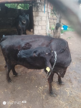 પેલું વેતર વીયાયલ