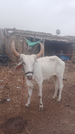 બળદ વેચવાના છે ટોટલ જવાબદારી થી