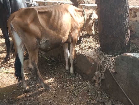 વાસળી વેચવાની