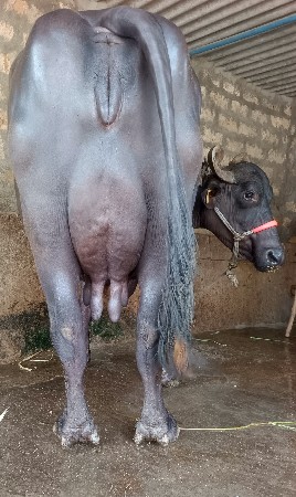 ખડૅલી વૅચવાની છૅ